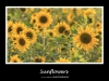 sonnenblumen1
